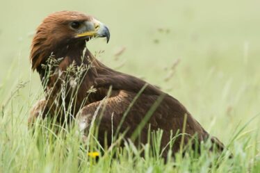 Les aigles royaux ornent à nouveau le ciel anglais et d'autres arrivent