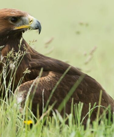 Les aigles royaux ornent à nouveau le ciel anglais et d'autres arrivent