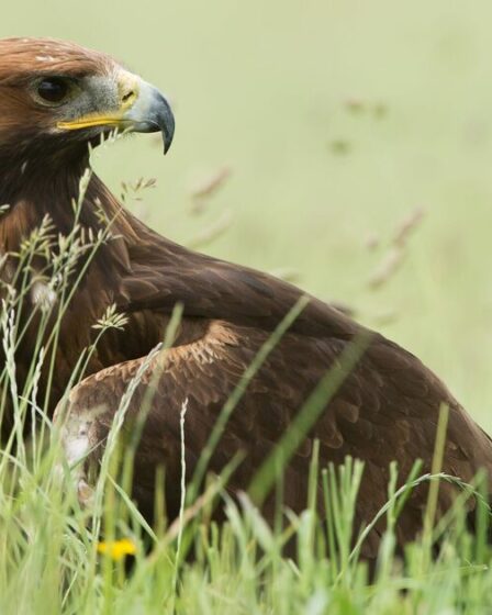 Les aigles royaux ornent à nouveau le ciel anglais et d'autres arrivent
