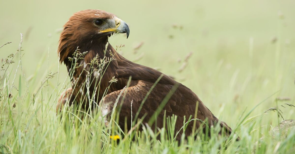 Les aigles royaux ornent à nouveau le ciel anglais et d'autres arrivent