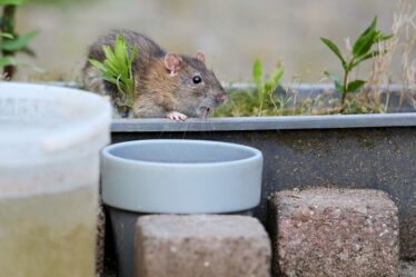 Les gens « abandonnent les objets de jardinage populaires » après avoir appris qu’ils peuvent attirer les rats
