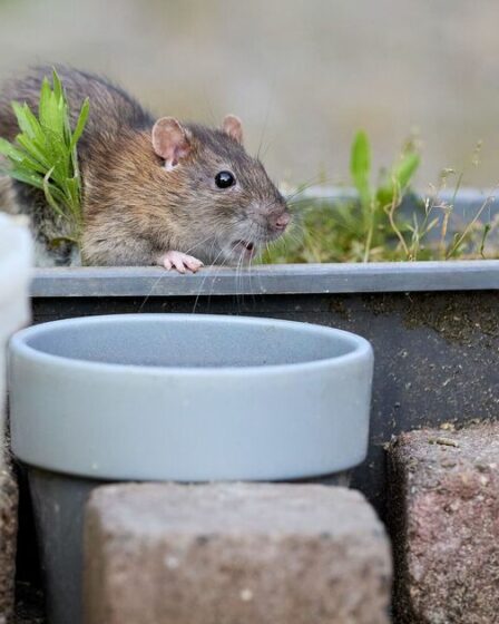 Les gens « abandonnent les objets de jardinage populaires » après avoir appris qu’ils peuvent attirer les rats