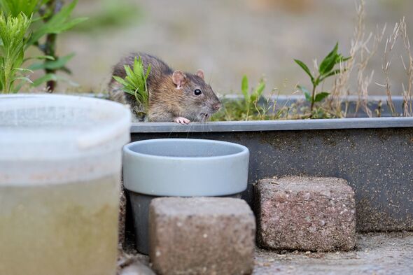 Le rat brun sauvage explore un jardin, observant prudemment son environnement à proximité d'objets humains et d'une verdure luxuriante.