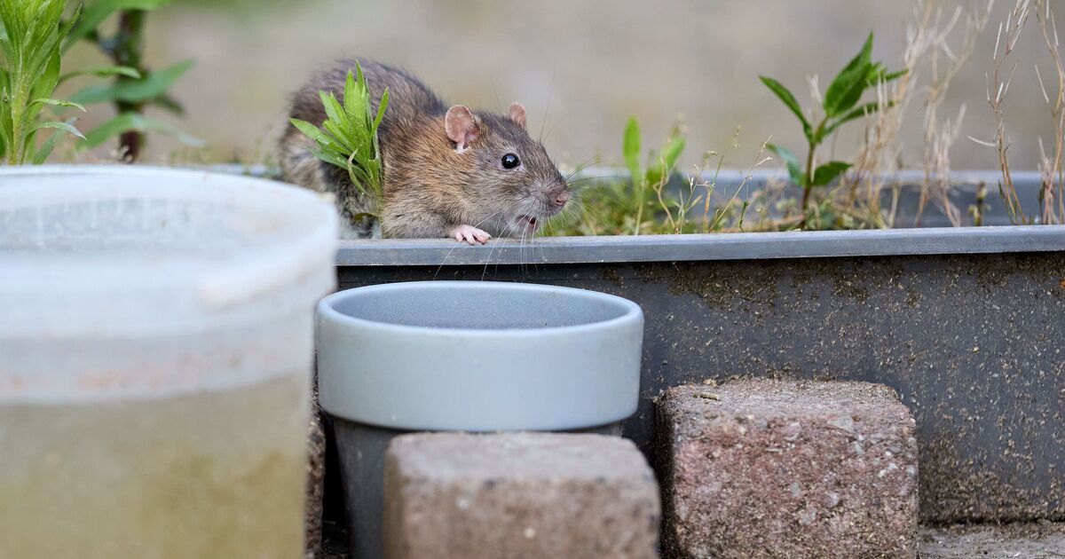 Les gens « abandonnent les objets de jardinage populaires » après avoir appris qu’ils peuvent attirer les rats