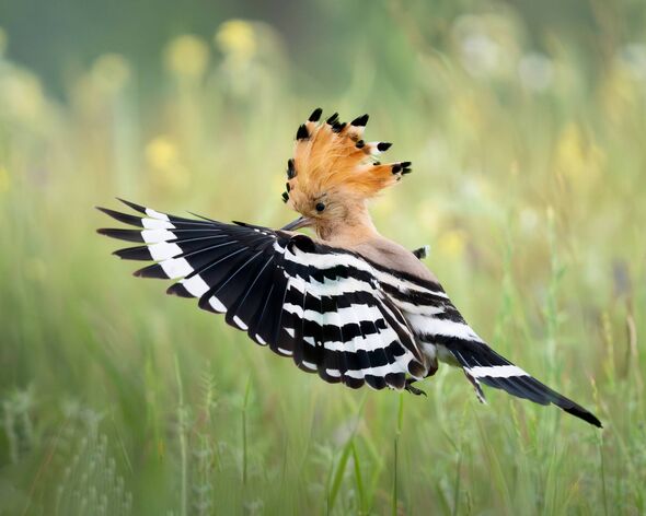 L'oiseau huppe a des ailes rayées noires et blanches