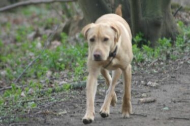 Tout ce que vous devez savoir alors que la loi sur les chiens a changé pour inclure les sentiers et les routes