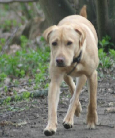 Tout ce que vous devez savoir alors que la loi sur les chiens a changé pour inclure les sentiers et les routes