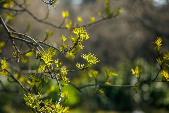 feuilles printanières fraîches poussant sur de fines branches, mises en valeur par la lumière chaude du soleil avec un arrière-plan doux et flou, créant une scène extérieure naturelle calme et vibrante