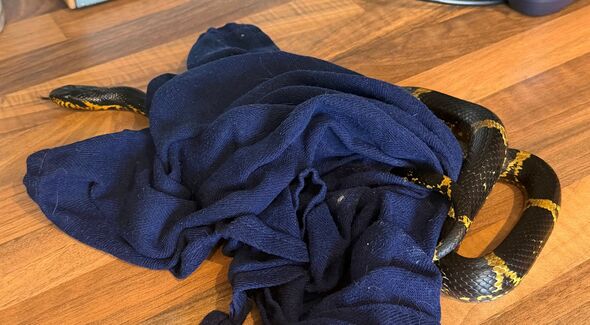 Un serpent de six pieds disparu depuis 6 mois retrouvé à côté – sous le torchon du voisin