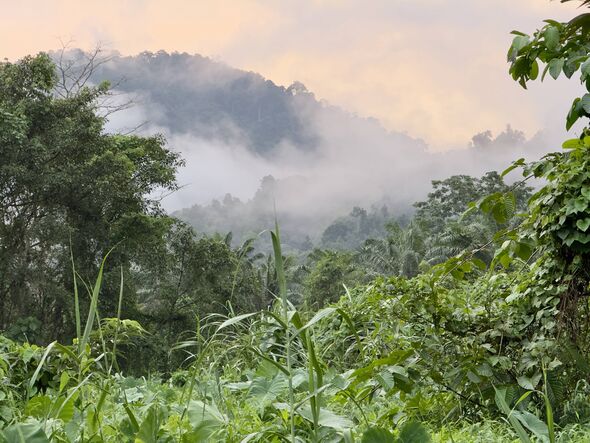 Des conditions tranquilles dans la forêt tropicale de Thaïlande après une averse de pluie fraîche, laissant des nuages ​​bas suspendus dans la vallée.Khao S
