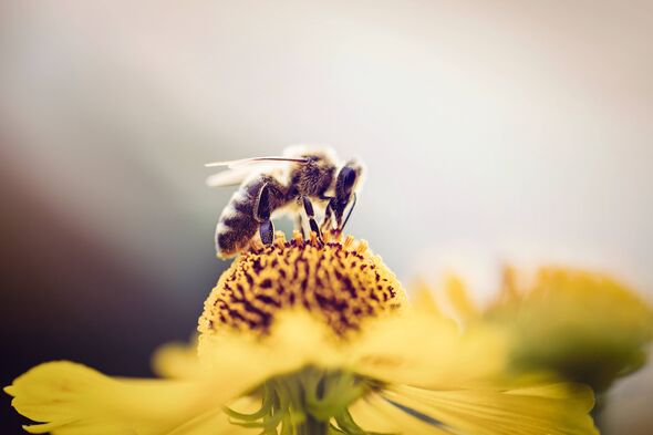 Abeille collectant le pollen d'une fleur
