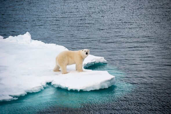 Ours polaire marchant sur la glace de mer dans l'Arctique