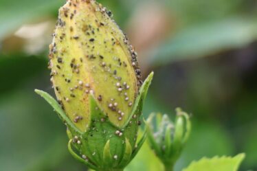Les mouches vertes peuvent être « éliminées » avec un seau de liquide 44p « totalement sans pesticides »