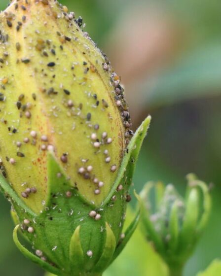 Les mouches vertes peuvent être « éliminées » avec un seau de liquide 44p « totalement sans pesticides »