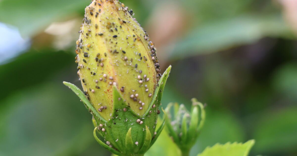 Les mouches vertes peuvent être « éliminées » avec un seau de liquide 44p « totalement sans pesticides »