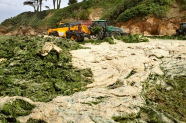 Avertissement de marée toxique alors que des algues tueuses atteignent les plages du Royaume-Uni