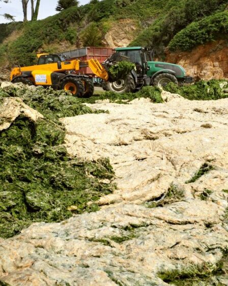 Avertissement de marée toxique alors que des algues tueuses atteignent les plages du Royaume-Uni