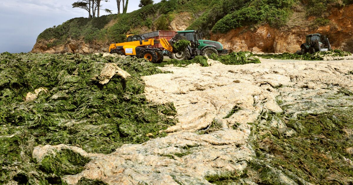Avertissement de marée toxique alors que des algues tueuses atteignent les plages du Royaume-Uni