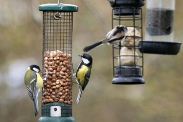Un expert en jardinage dit que la mangeoire à oiseaux dans les fossés attire plutôt les oiseaux avec ces cinq plantes