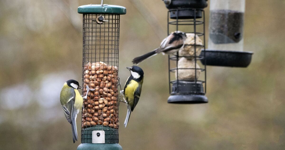 Un expert en jardinage dit que la mangeoire à oiseaux dans les fossés attire plutôt les oiseaux avec ces cinq plantes