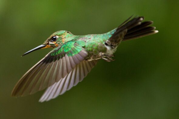 Colibri, Costa Rica