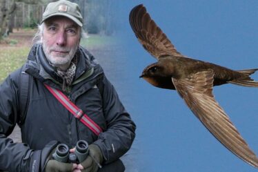 Je suis un expert de la faune sauvage : ce sont les hooligans dont il faut se méfier cet été
