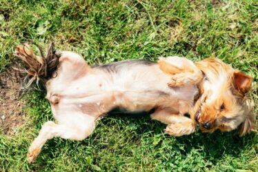 Un vétérinaire émet un avertissement urgent concernant une erreur de canicule qui peut « tuer des chiens »