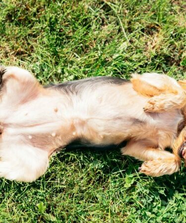 Un vétérinaire émet un avertissement urgent concernant une erreur de canicule qui peut « tuer des chiens »