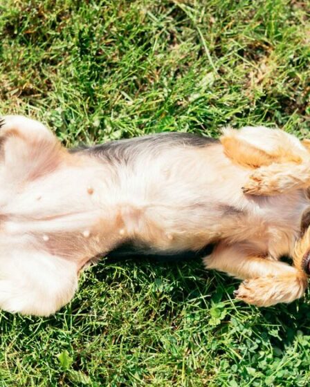 Un vétérinaire émet un avertissement urgent concernant une erreur de canicule qui peut « tuer des chiens »