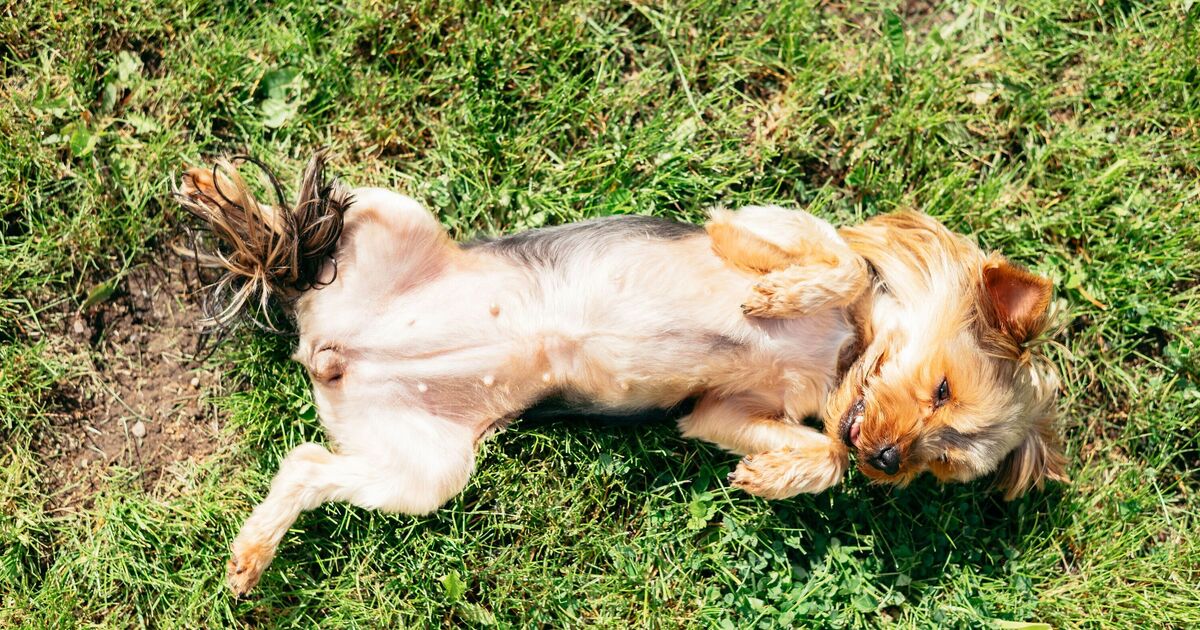 Un vétérinaire émet un avertissement urgent concernant une erreur de canicule qui peut « tuer des chiens »