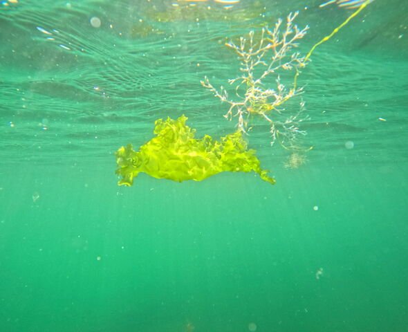 ulva armoricana flottant sous la mer en Bretagne, dans l'océan atlantique. problème environnemental croissant avec les marées vertes