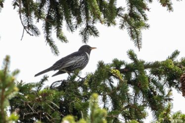 Ces oiseaux migrateurs timides brillent le plus à l'aube si vous avez la chance de les apercevoir