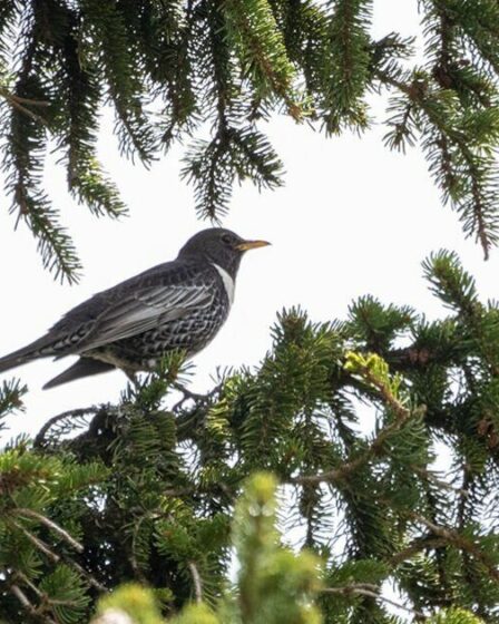 Ces oiseaux migrateurs timides brillent le plus à l'aube si vous avez la chance de les apercevoir