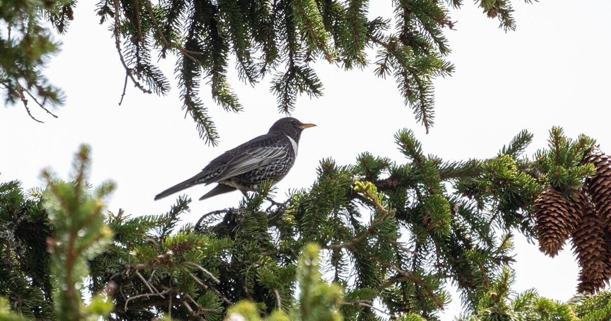 Ces oiseaux migrateurs timides brillent le plus à l'aube si vous avez la chance de les apercevoir