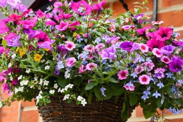 La seule expérience de jardinage qui peut sérieusement améliorer l'attrait extérieur de votre maison