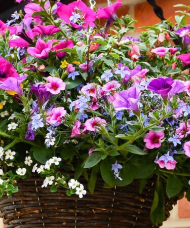 La seule expérience de jardinage qui peut sérieusement améliorer l'attrait extérieur de votre maison