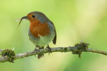 Les Britanniques « déconnectés de la nature » ont du mal à faire la différence entre un merle et un milan royal