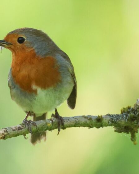 Les Britanniques « déconnectés de la nature » ont du mal à faire la différence entre un merle et un milan royal