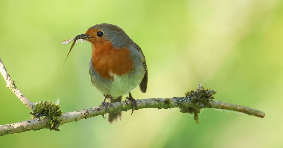 Les Britanniques « déconnectés de la nature » ont du mal à faire la différence entre un merle et un milan royal