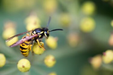 Les guêpes resteront à l’écart des jardins si elles voient un « leurre » fait maison