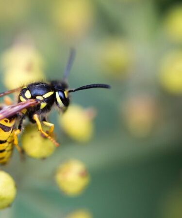 Les guêpes resteront à l’écart des jardins si elles voient un « leurre » fait maison