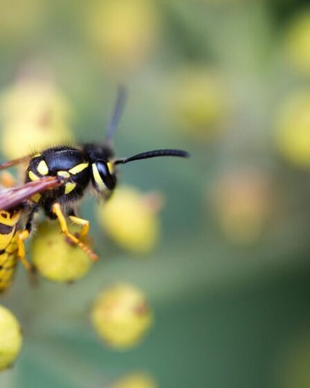 Les guêpes resteront à l’écart des jardins si elles voient un « leurre » fait maison