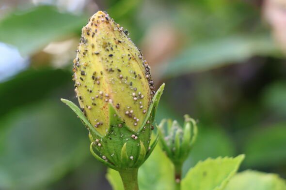 Insectes sur la fleur d'une rose dans le jardin.