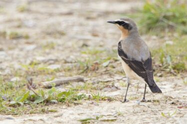 Mai est le mois où l'on voit de minuscules oiseaux chanteurs effectuer un incroyable voyage long-courrier