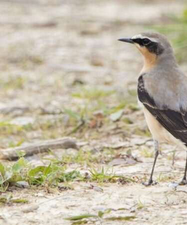 Mai est le mois où l'on voit de minuscules oiseaux chanteurs effectuer un incroyable voyage long-courrier