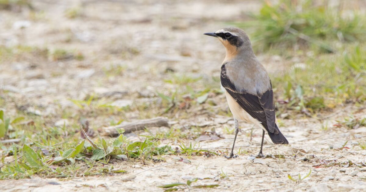 Mai est le mois où l'on voit de minuscules oiseaux chanteurs effectuer un incroyable voyage long-courrier