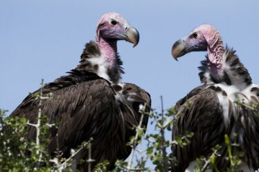 Mise à jour majeure sur une organisation caritative britannique protégeant les vautours en voie de disparition contre la menace inquiétante des éléphants