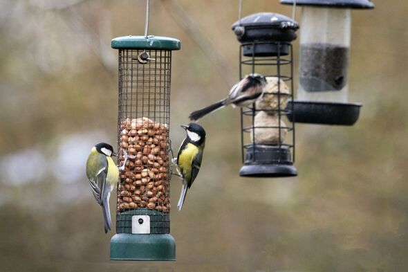 Nourrir les oiseaux Nourrir les oiseaux