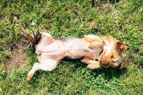 Un petit chien aime passer du temps dehors