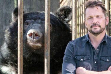 L'offre désespérée d'un zoo britannique de 500 000 £ pour sauver des ours en voie de disparition vivant dans de minuscules cages
